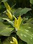 Trillium luteum